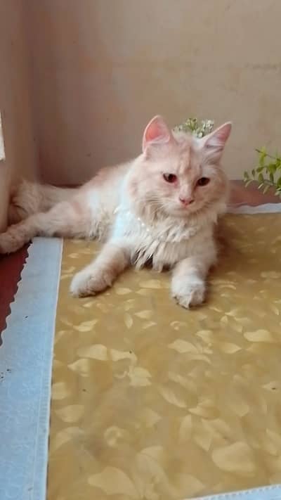 Beautiful Persian Cat - White & Cream | 4 Years | Healthy & Friendly