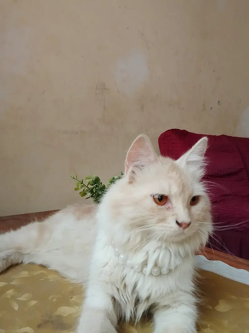 Beautiful Persian Cat - White & Cream | 4 Years | Healthy & Friendly — photo 2