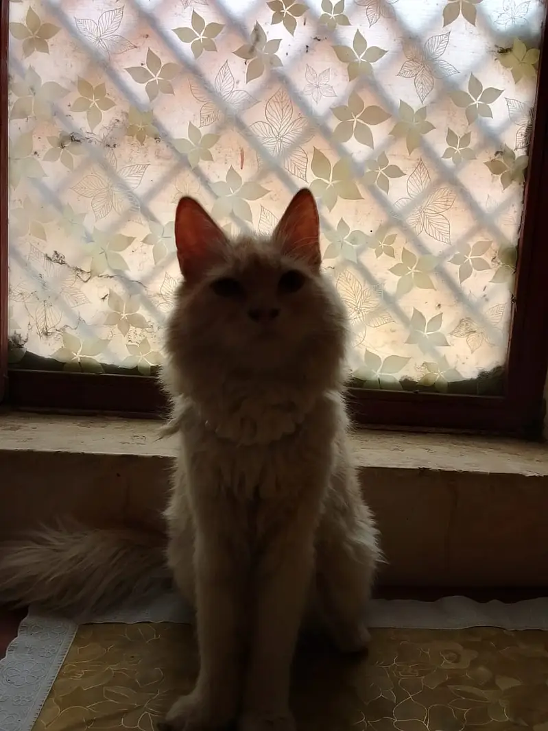 Beautiful Persian Cat - White & Cream | 4 Years | Healthy & Friendly — photo 3