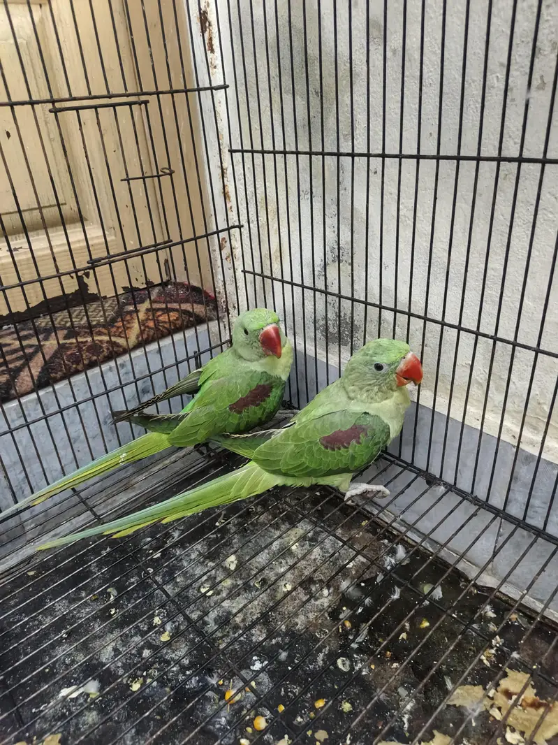Kashmir raw parrots age 5 months — photo 2