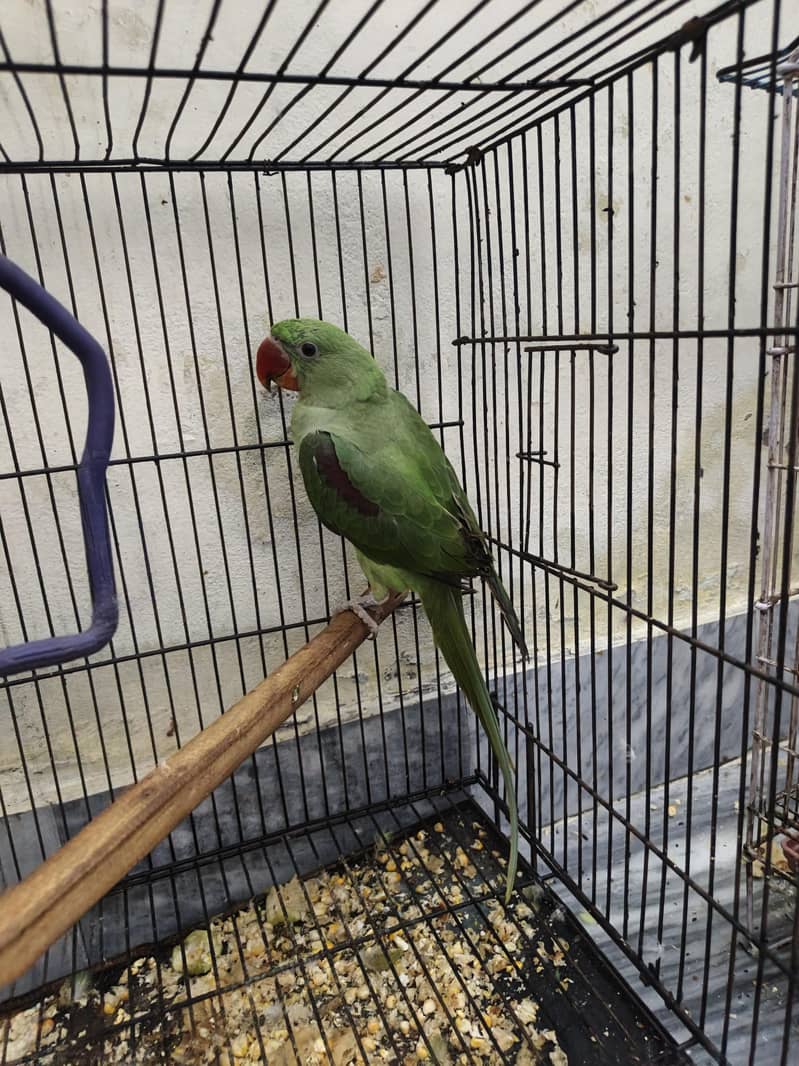 Kashmir raw parrots age 5 months 2