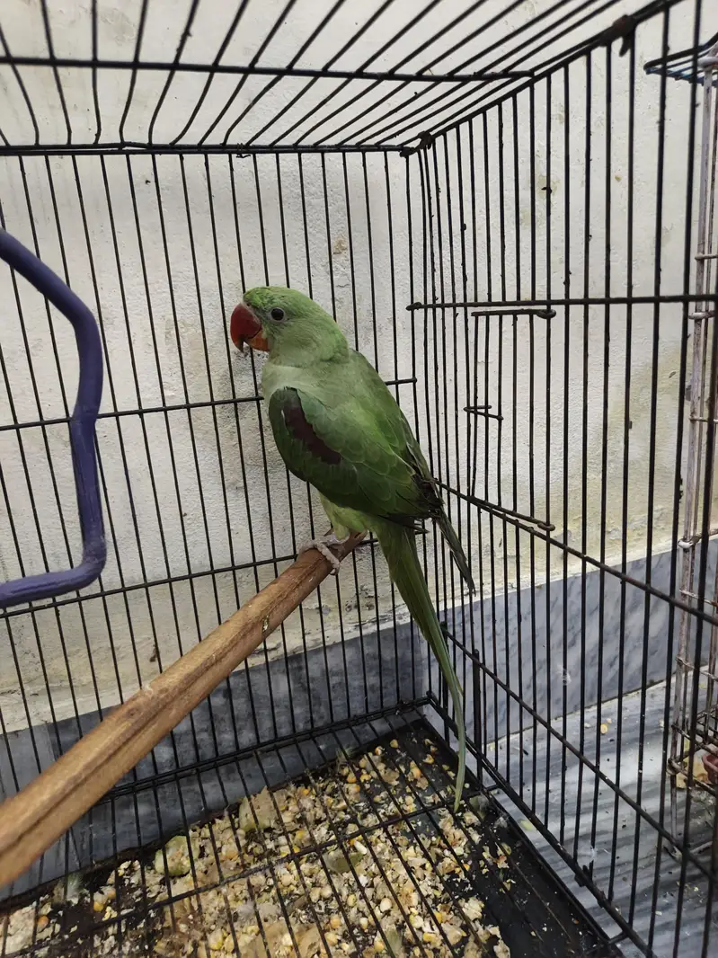 Kashmir raw parrots age 5 months — photo 3