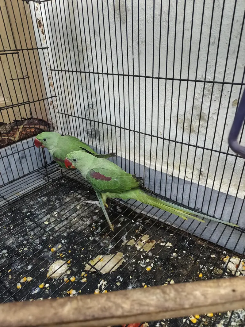 Kashmir raw parrots age 5 months — photo 4