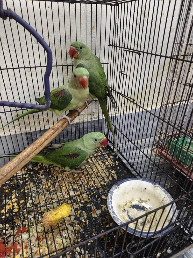 Kashmir raw parrots age 5 months 4