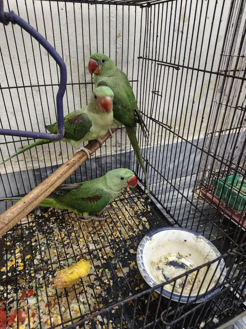 Kashmir raw parrots age 5 months — photo 5