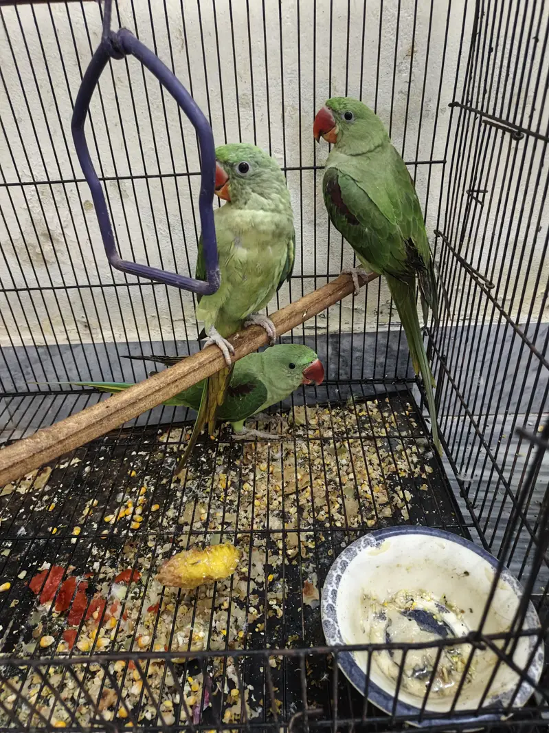 Kashmir raw parrots age 5 months — photo 6