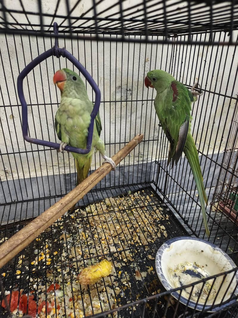 Kashmir raw parrots age 5 months 6