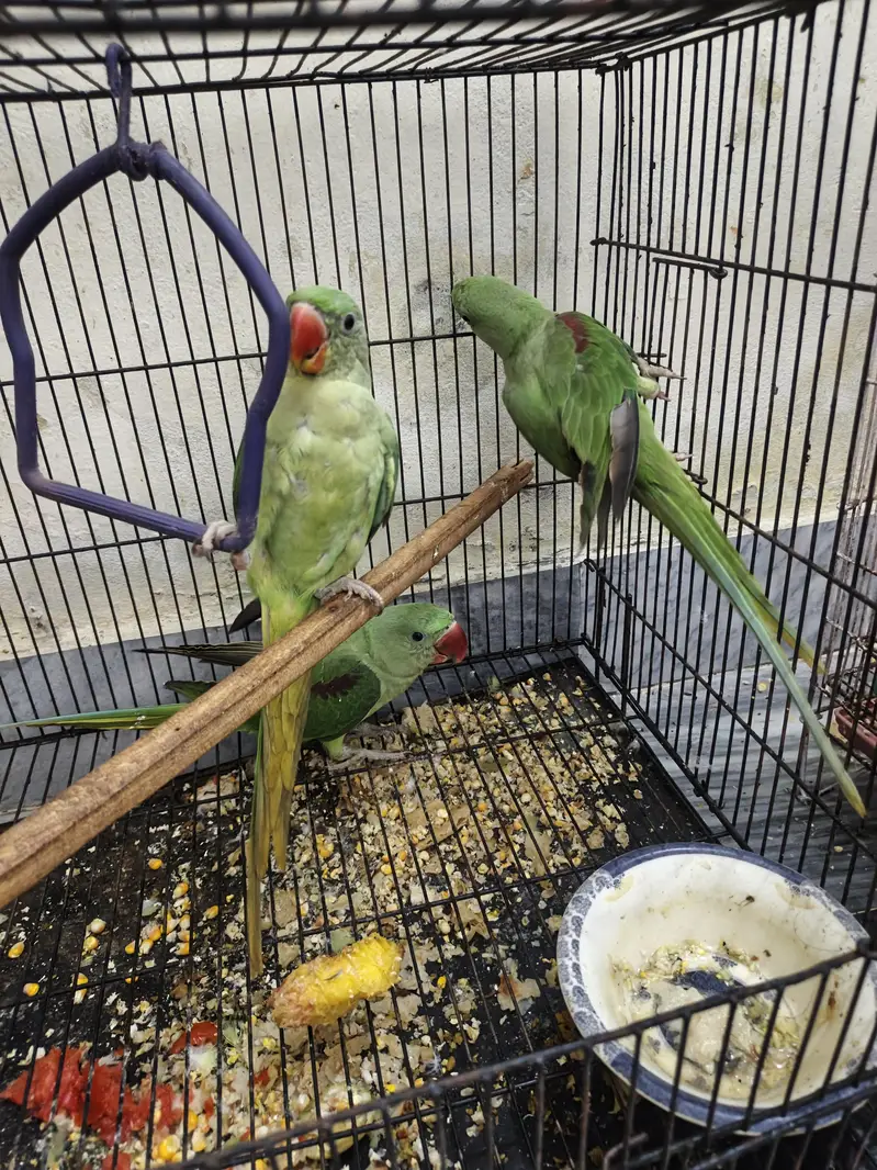 Kashmir raw parrots age 5 months — photo 8
