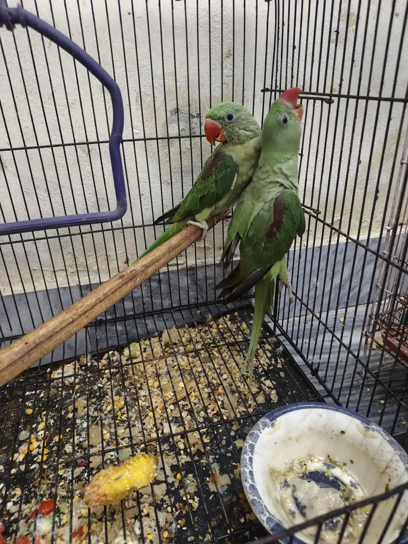 Kashmir raw parrots age 5 months — photo 9
