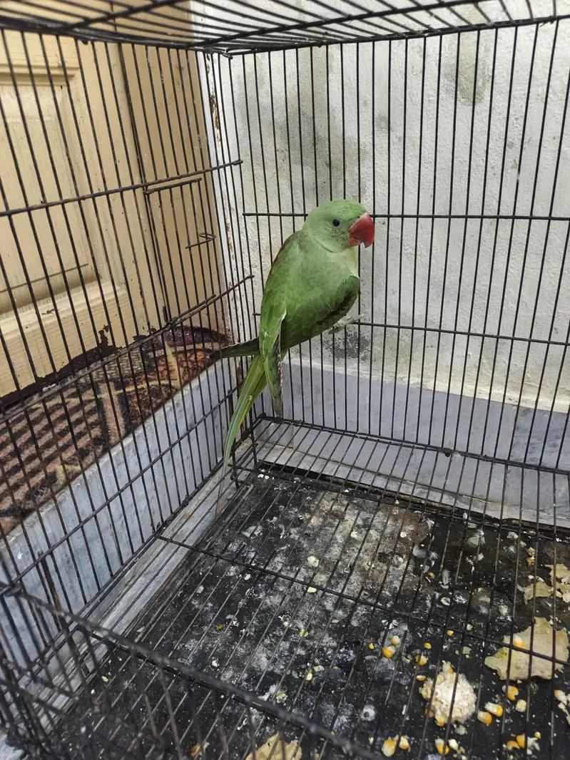 Kashmir raw parrots age 5 months — photo 10