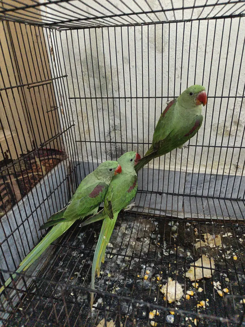 Kashmir raw parrots age 5 months — photo 11