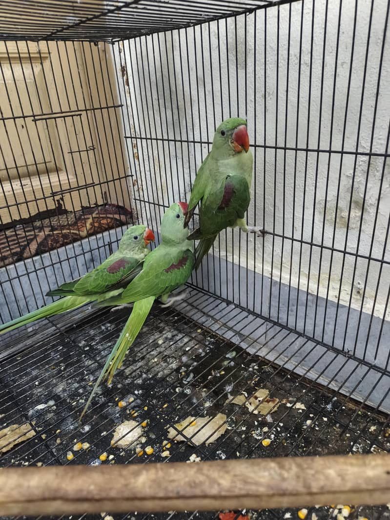Kashmir raw parrots age 5 months 11