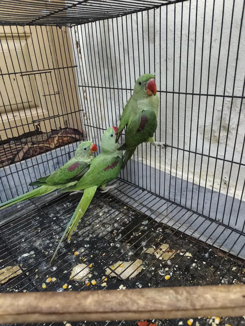 Kashmir raw parrots age 5 months — photo 12