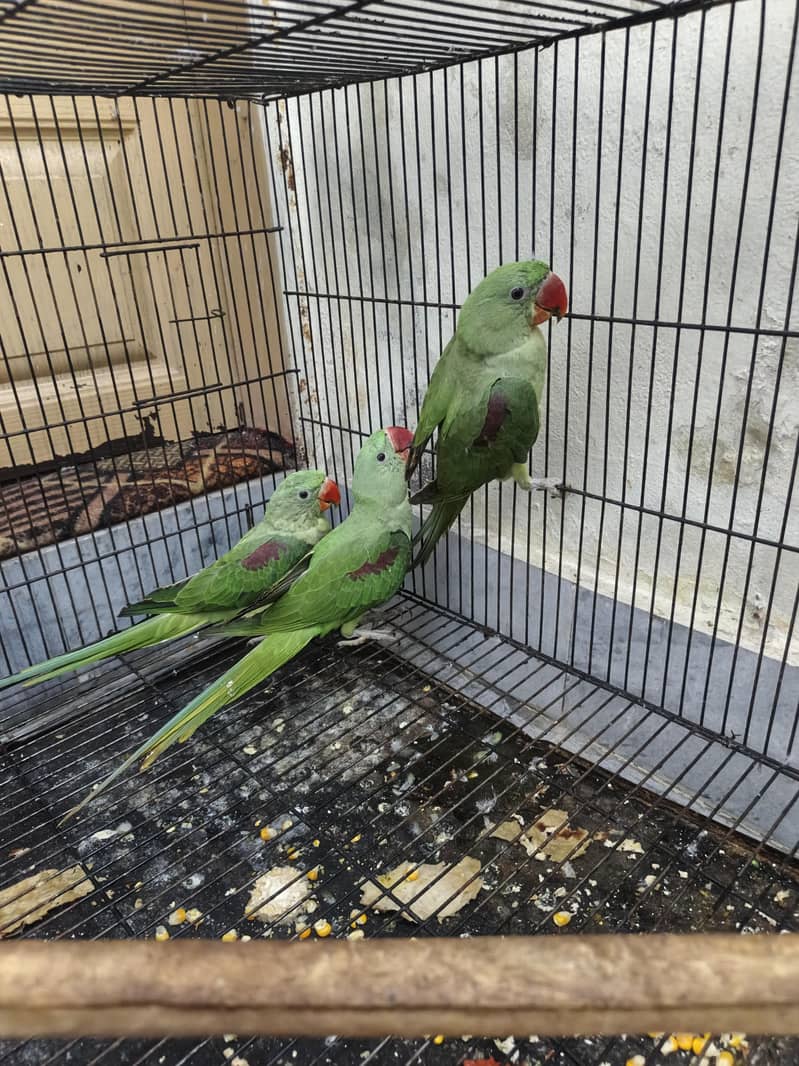 Kashmir raw parrots age 5 months 12