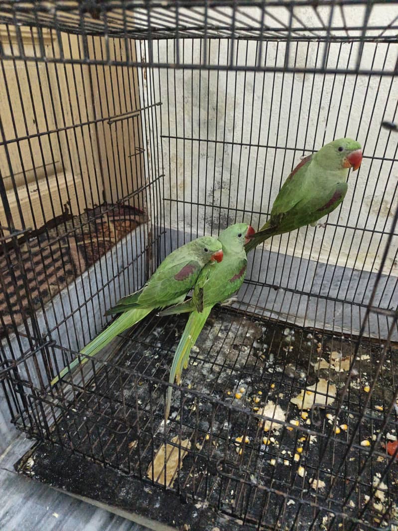 Kashmir raw parrots age 5 months 13