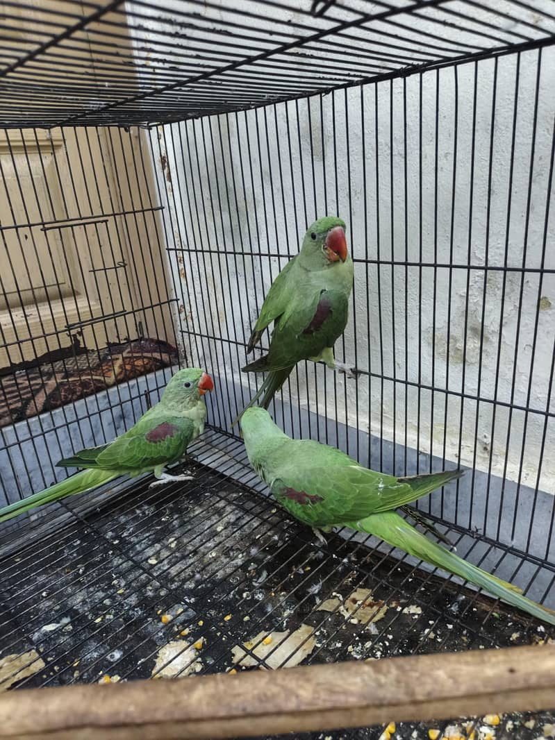 Kashmir raw parrots age 5 months 14