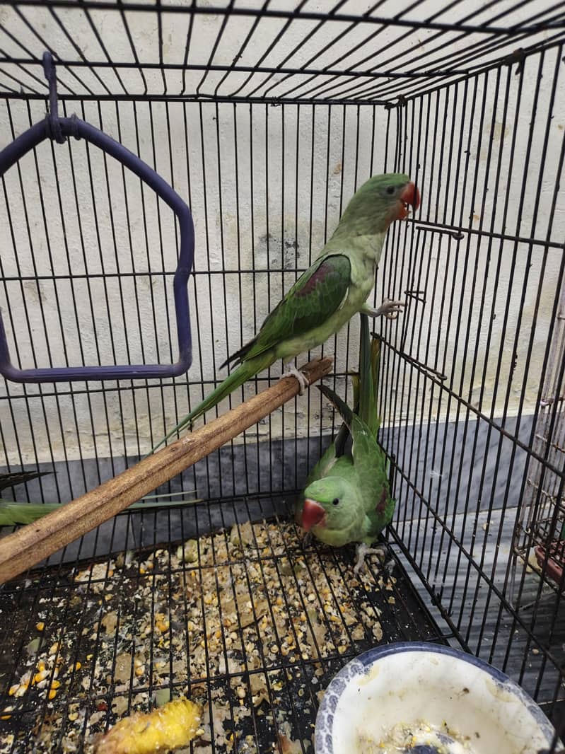 Kashmir raw parrots age 5 months 15
