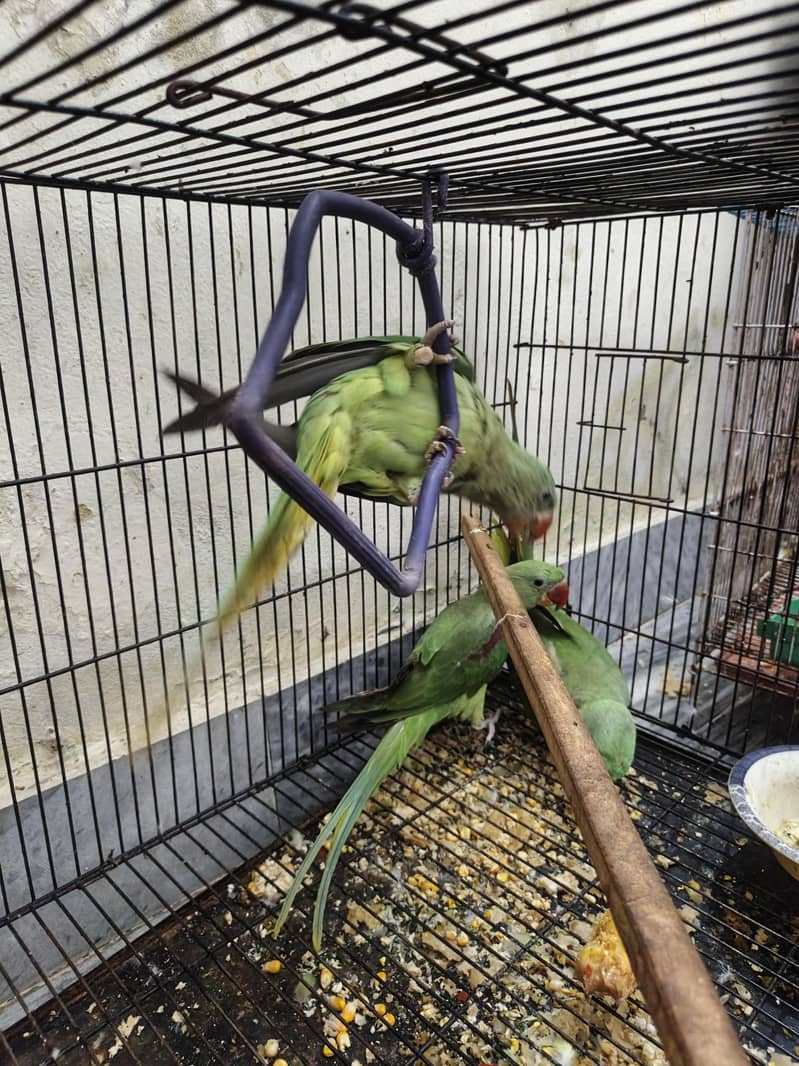 Kashmir raw parrots age 5 months 16