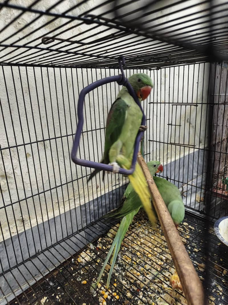 Kashmir raw parrots age 5 months 17
