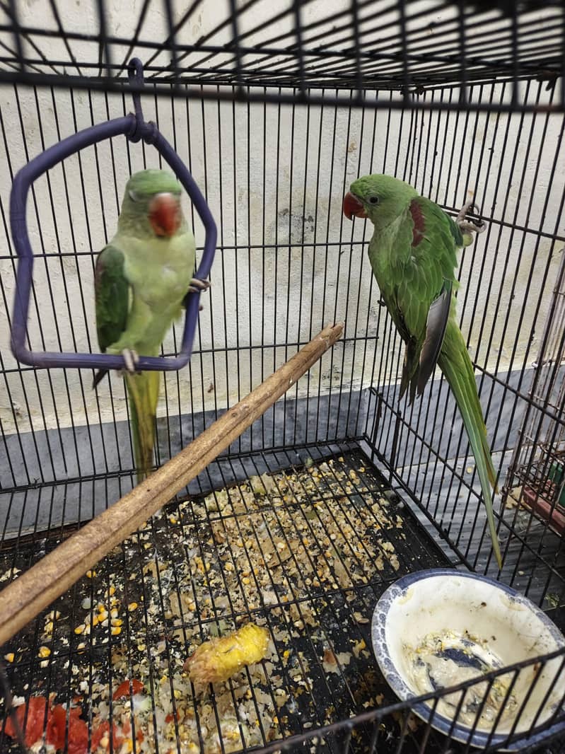 Kashmir raw parrots age 5 months 18