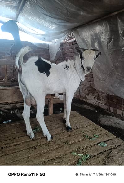 chatra or bakra