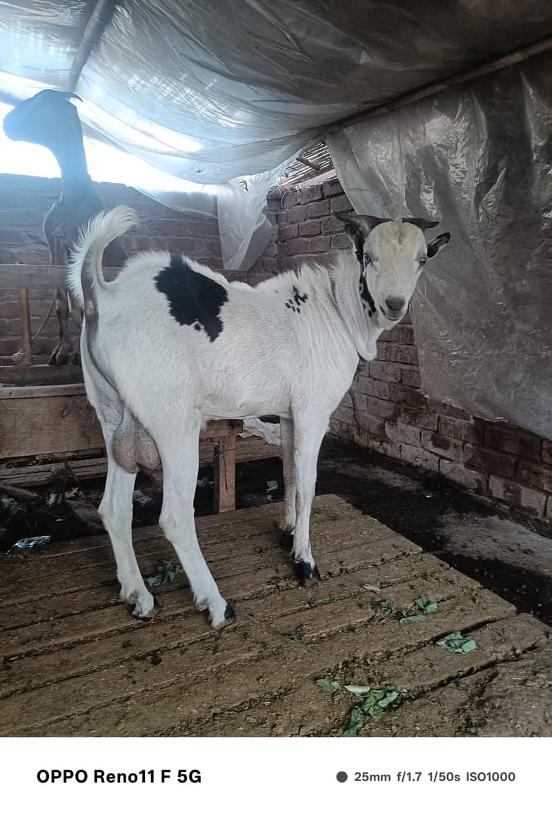 chatra or bakra 0