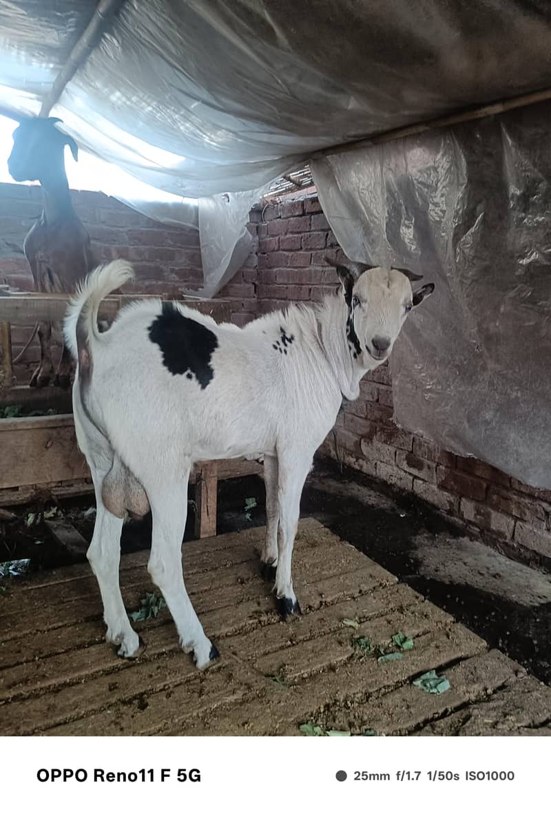 chatra or bakra 1