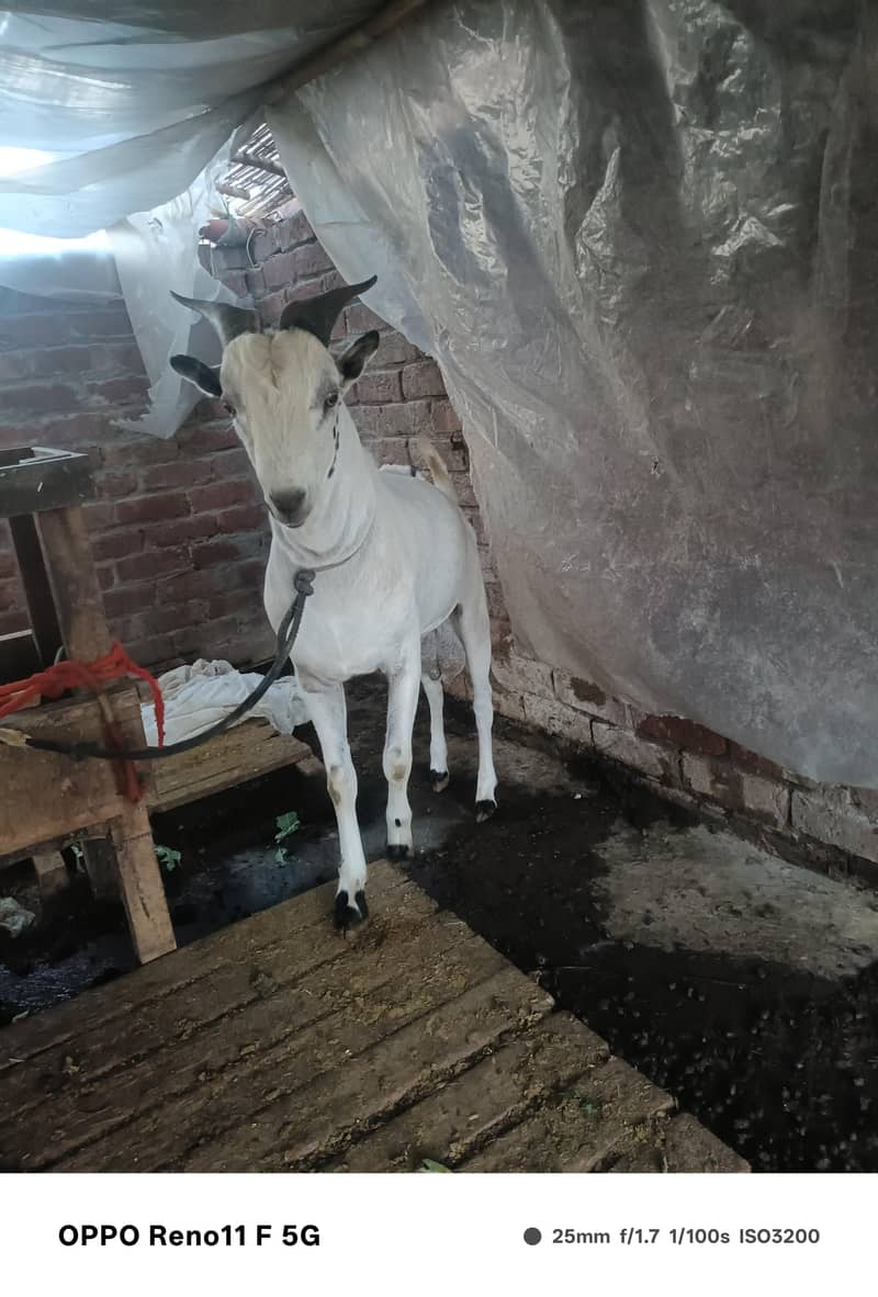 chatra or bakra 2