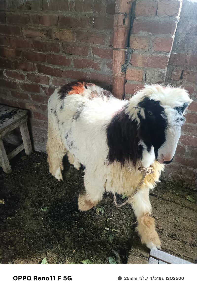 chatra or bakra 3