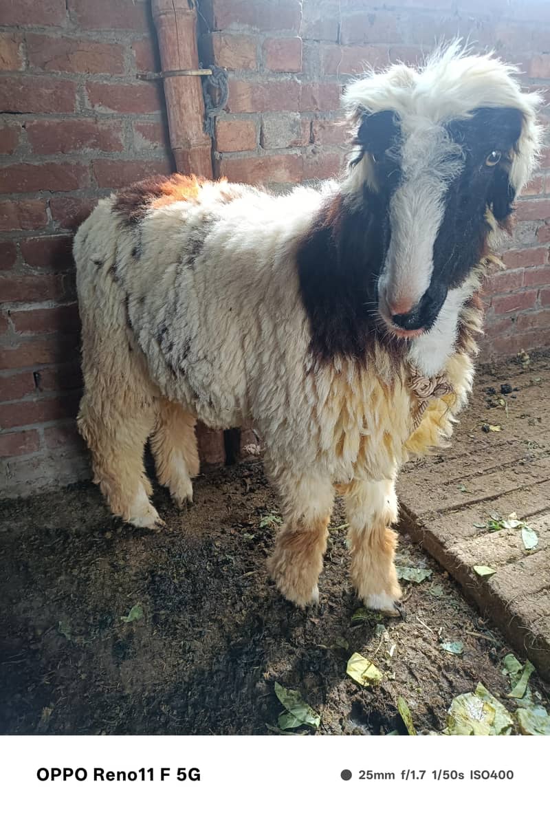 chatra or bakra 4
