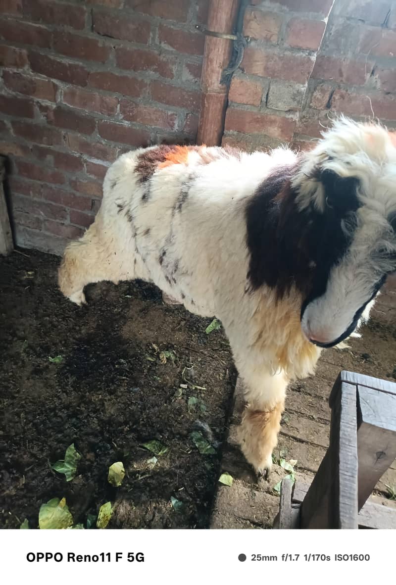 chatra or bakra 5
