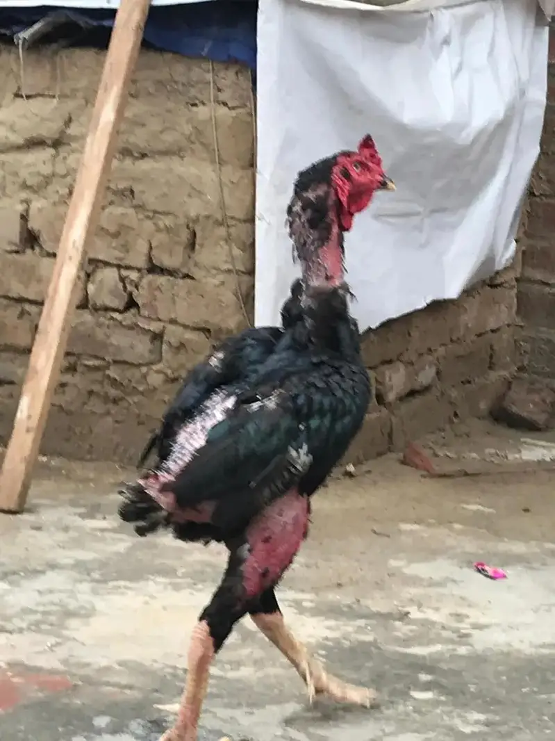 Aseel shamo cross Male — photo 7