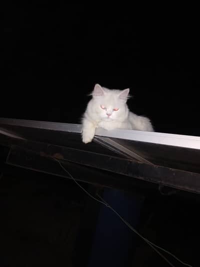 little beautifull cat