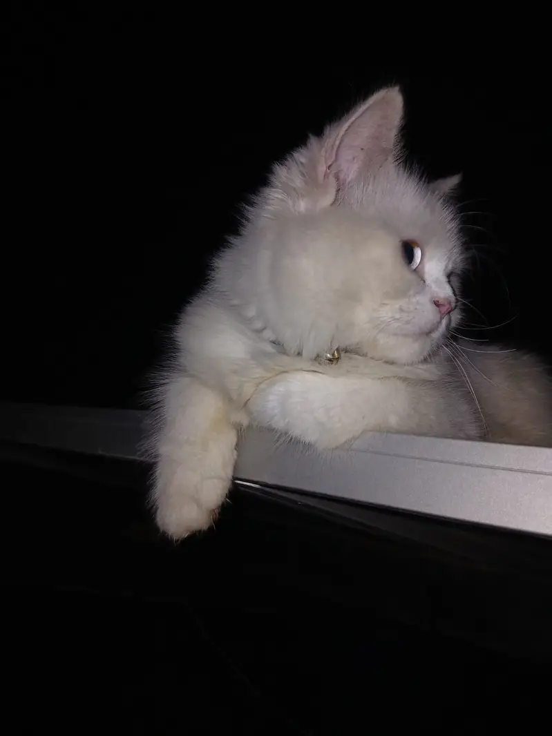 little beautifull cat — photo 2