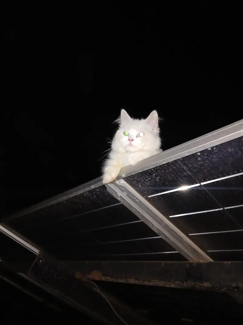little beautifull cat — photo 3