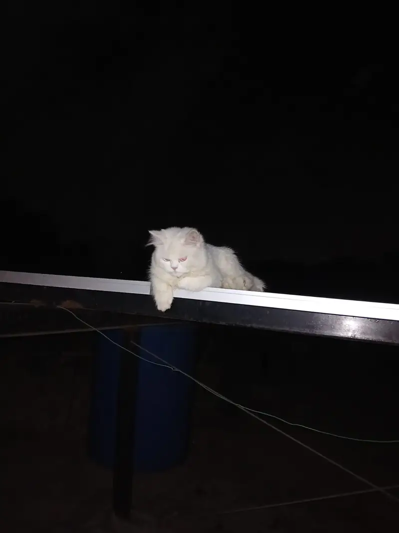 little beautifull cat — photo 4