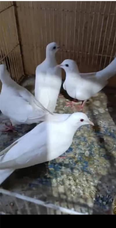 khumra dove