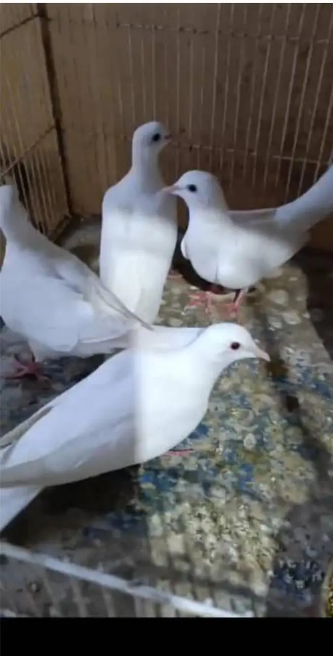 khumra dove