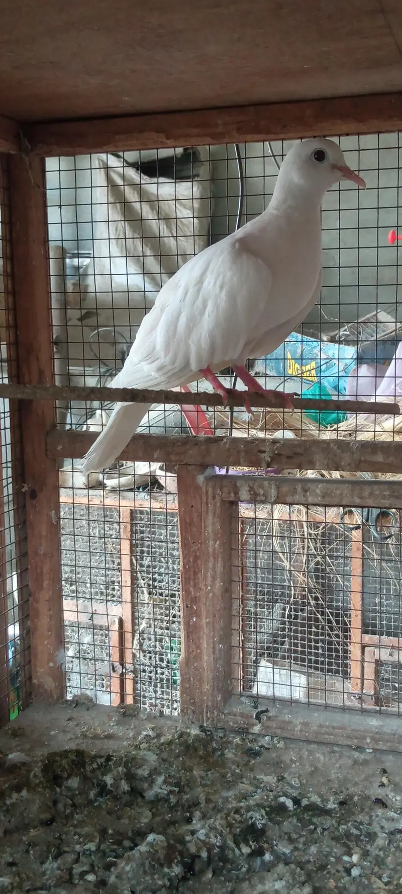 khumra dove — photo 3