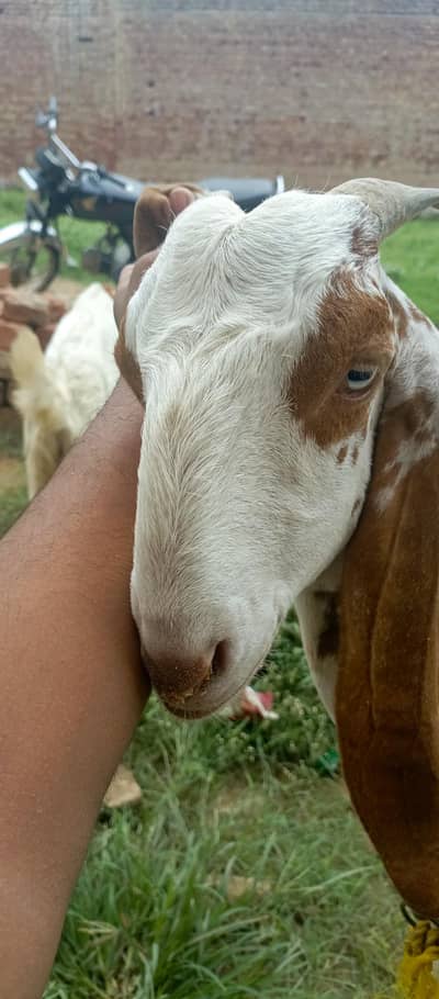 Makkhi chini Mau se do dant