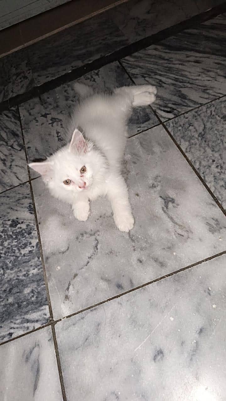 Persion cat 5