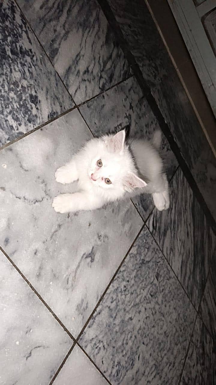 Persion cat 6