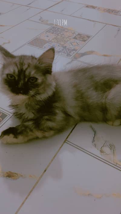 Percian cats piar available for sale