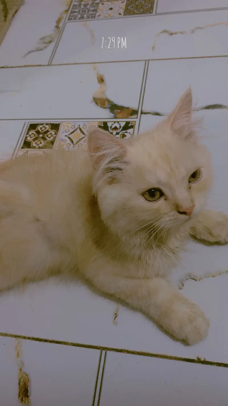 Percian cats piar available for sale — photo 2