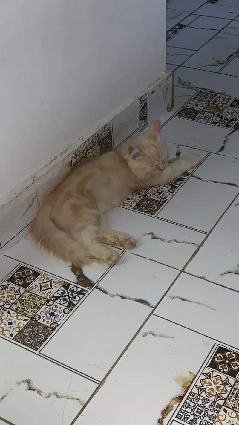 Percian cats piar available for sale — photo 3