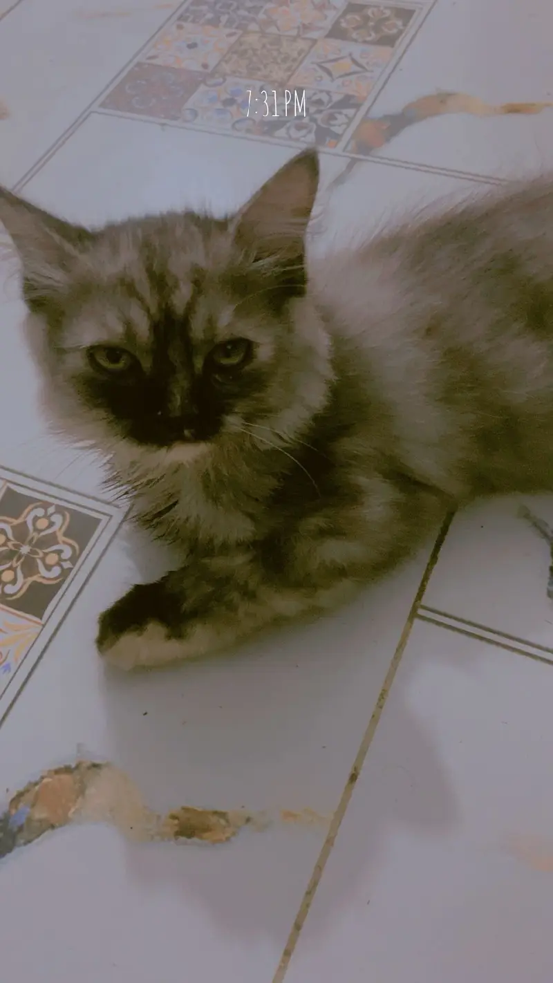 Percian cats piar available for sale — photo 4