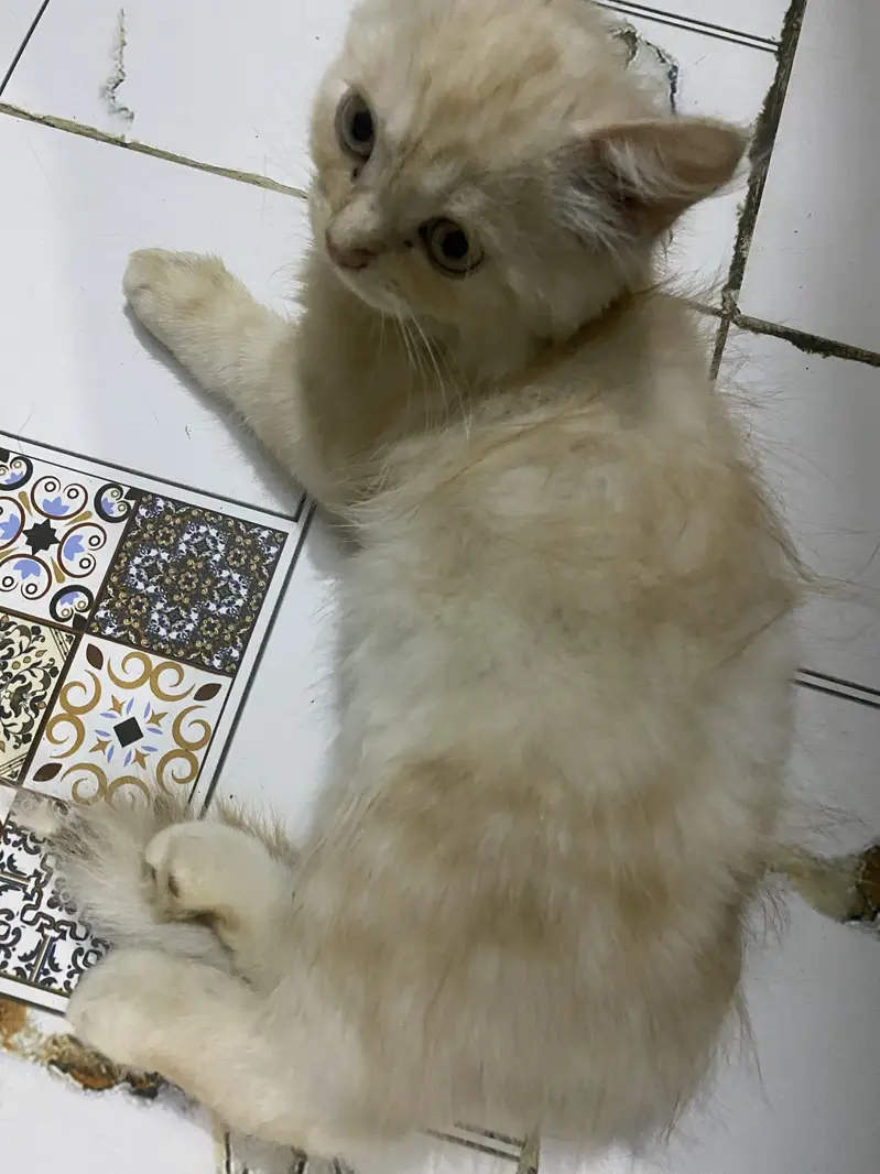Percian cats piar available for sale — photo 5