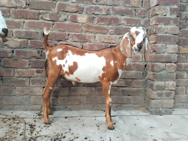 Goats — photo 2