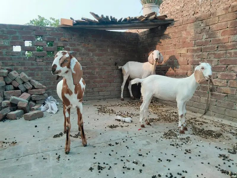 Goats — photo 3