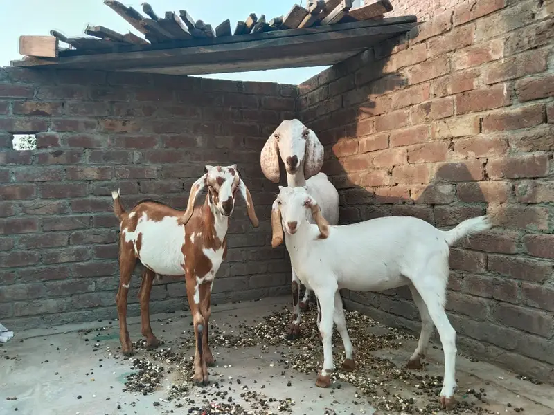 Goats — photo 4